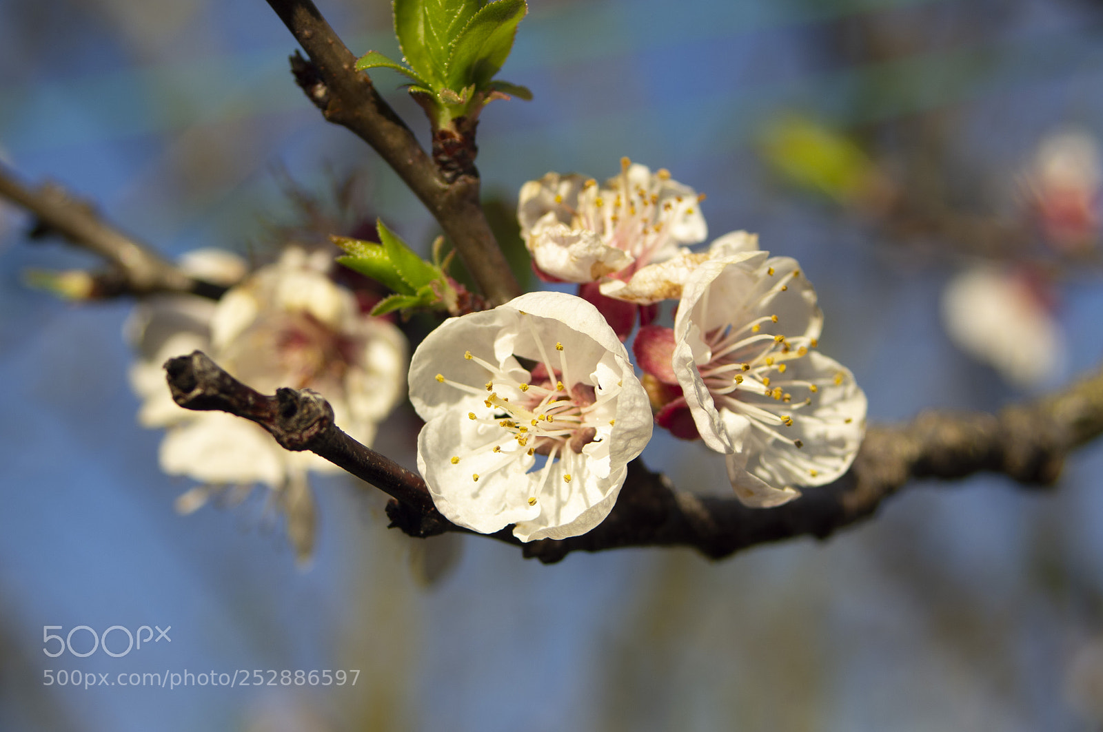 Pentax K-r sample photo. Fiori di albicocco photography