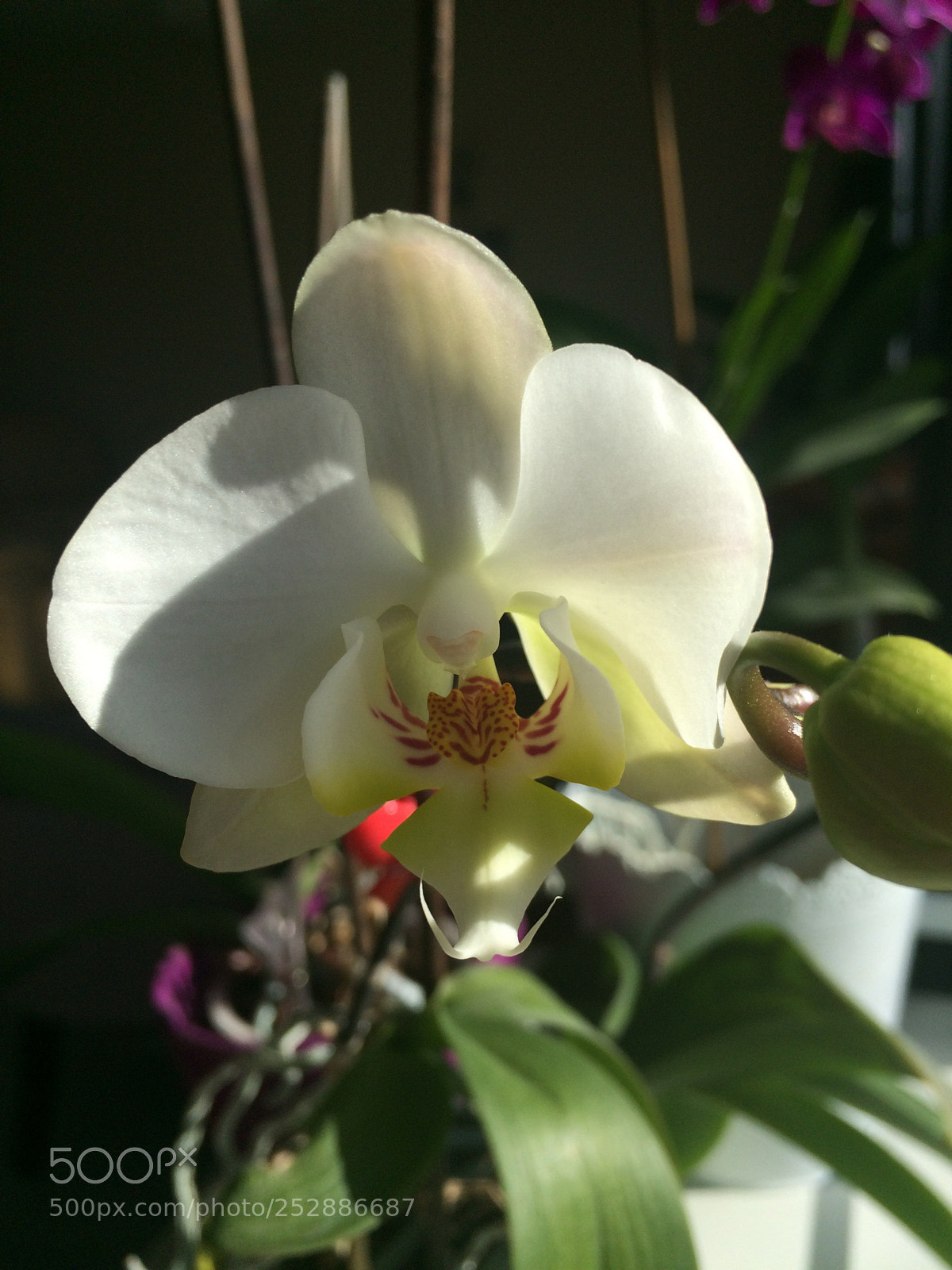 Apple iPhone 5s sample photo. Untitled photography