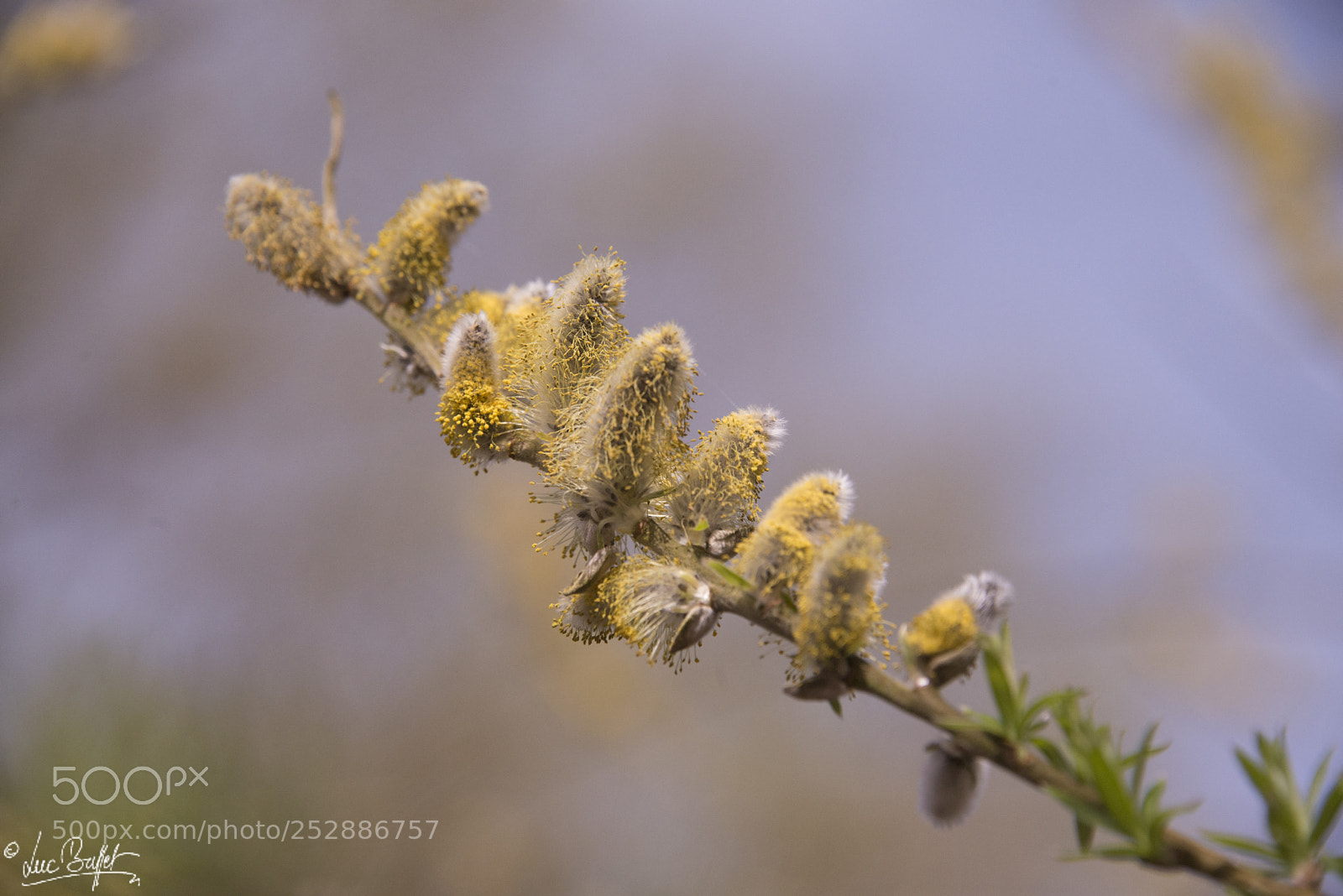 Nikon D800 sample photo. Spring ... spring... spring. photography