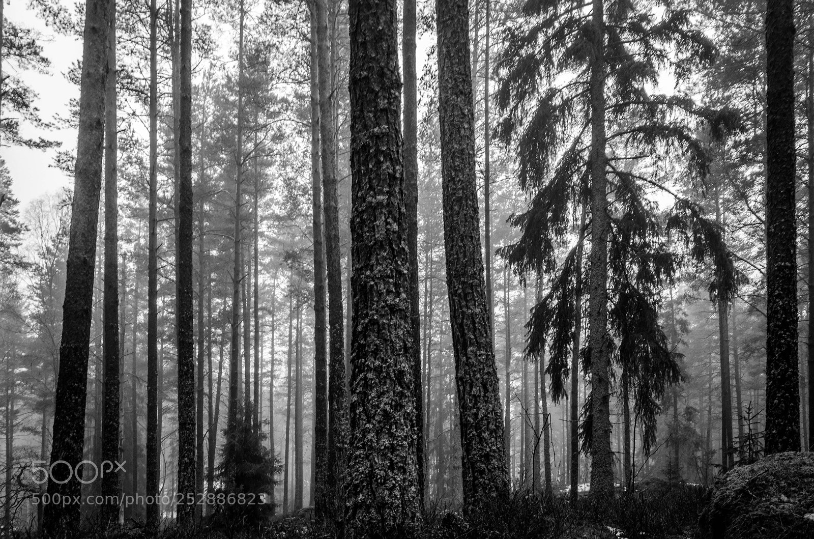 Nikon D5100 sample photo. Colorless foggy morning photography