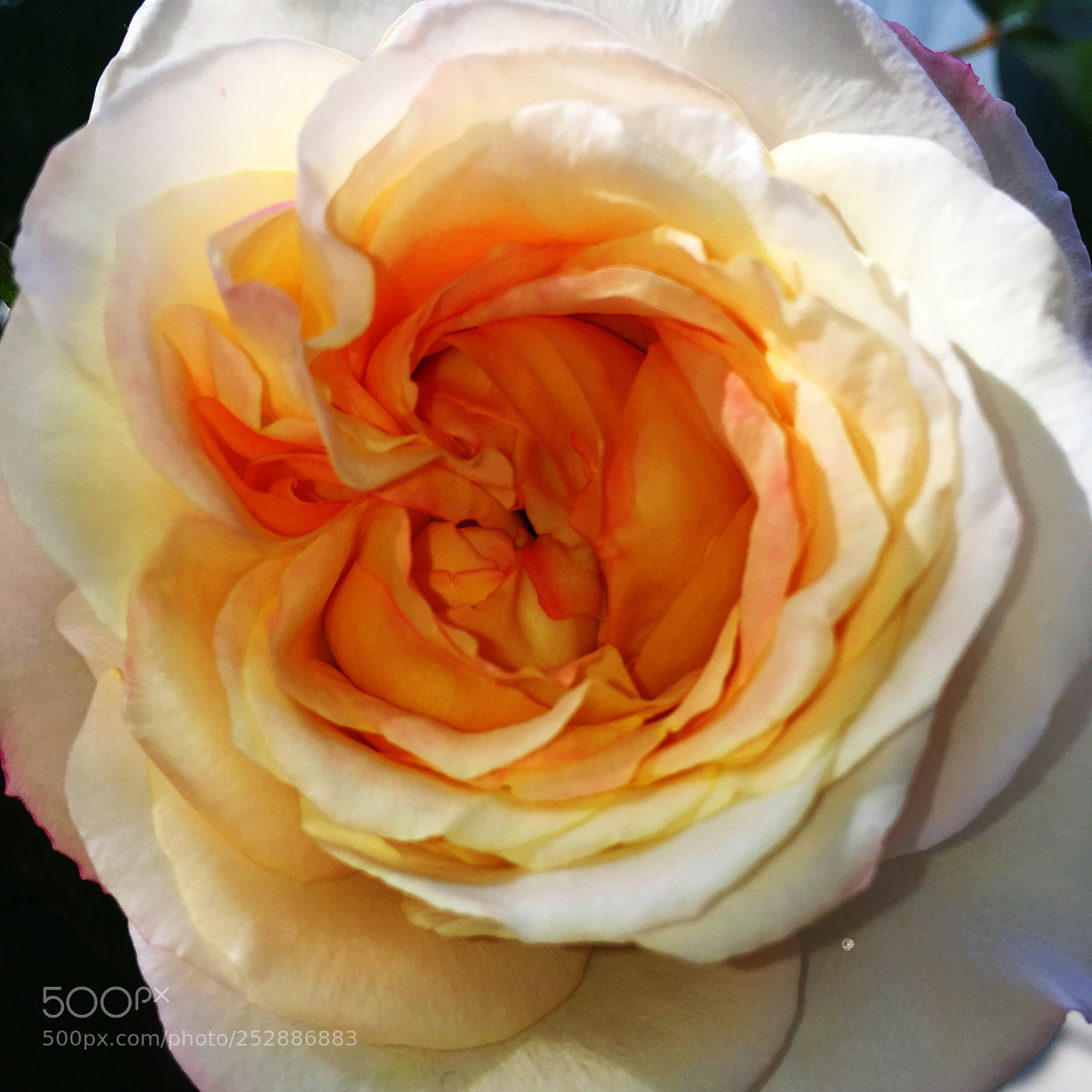 Apple iPhone SE sample photo. Chinese rose photography