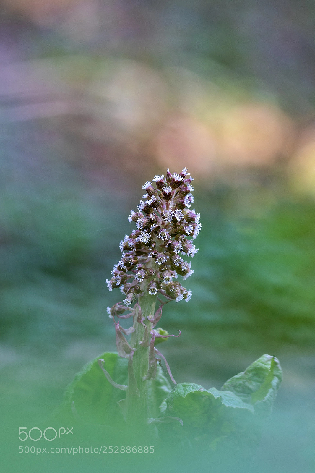 Canon EOS 80D sample photo. Pestwurz photography