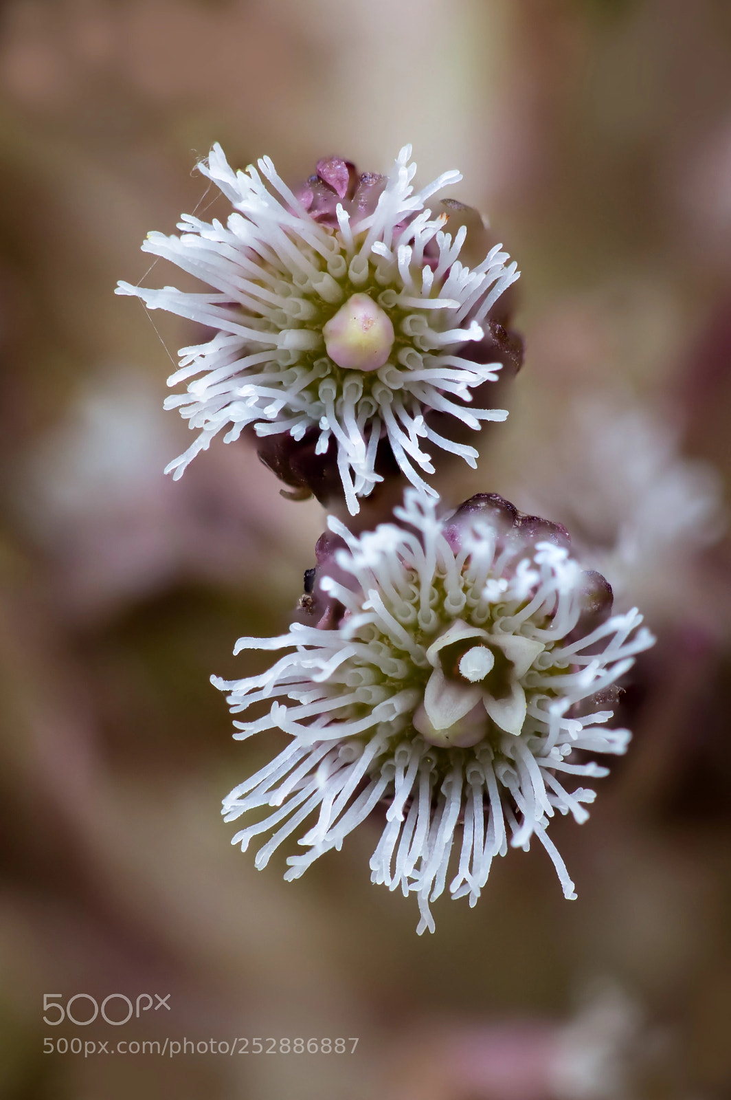 Canon EOS 80D sample photo. Pestwurz, blüte photography