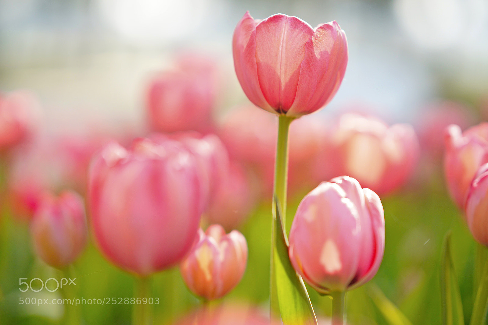 Sony a7R III sample photo. Tulip photography