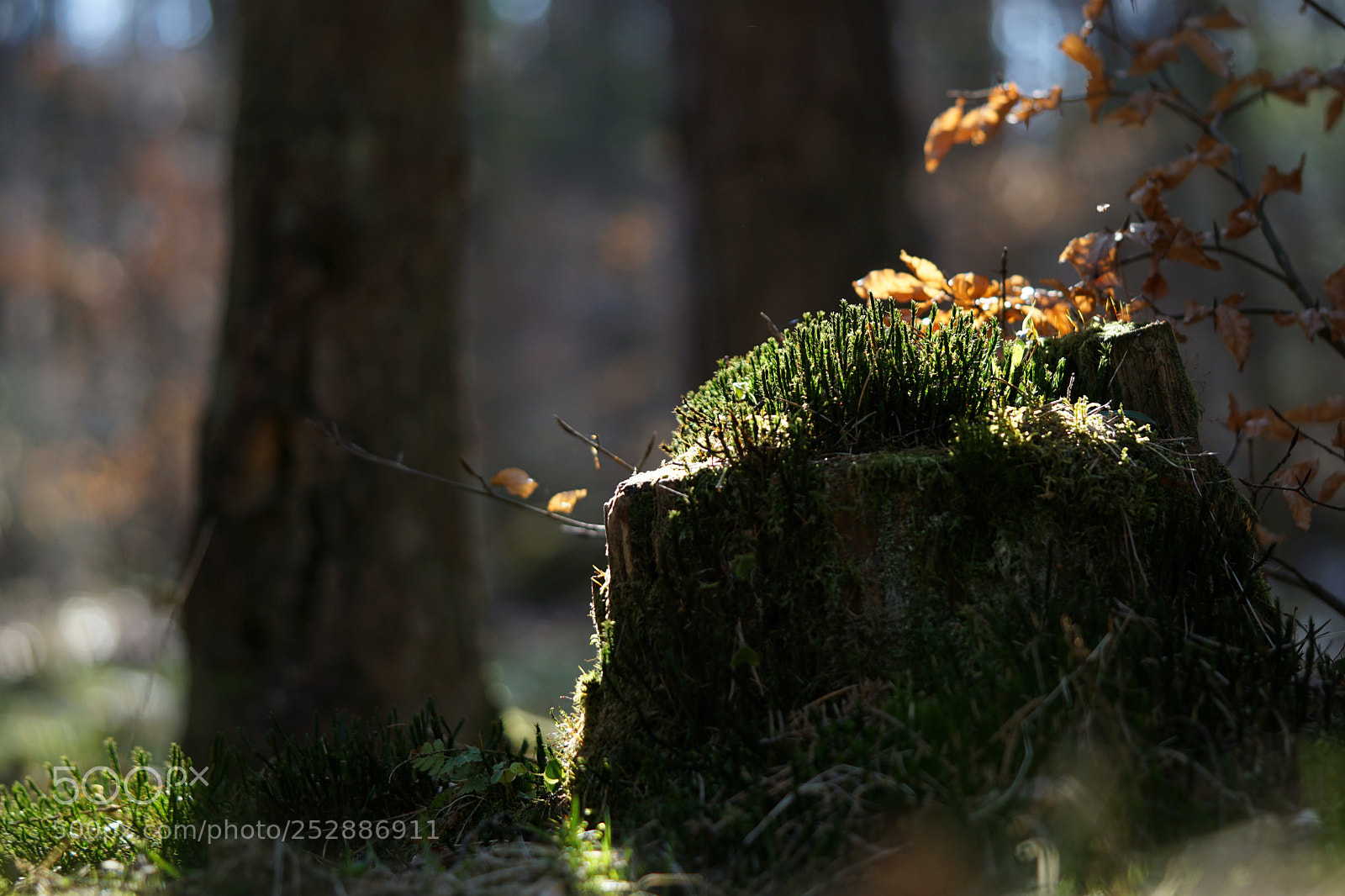 Sony a6000 sample photo. Afternoon in the forest photography