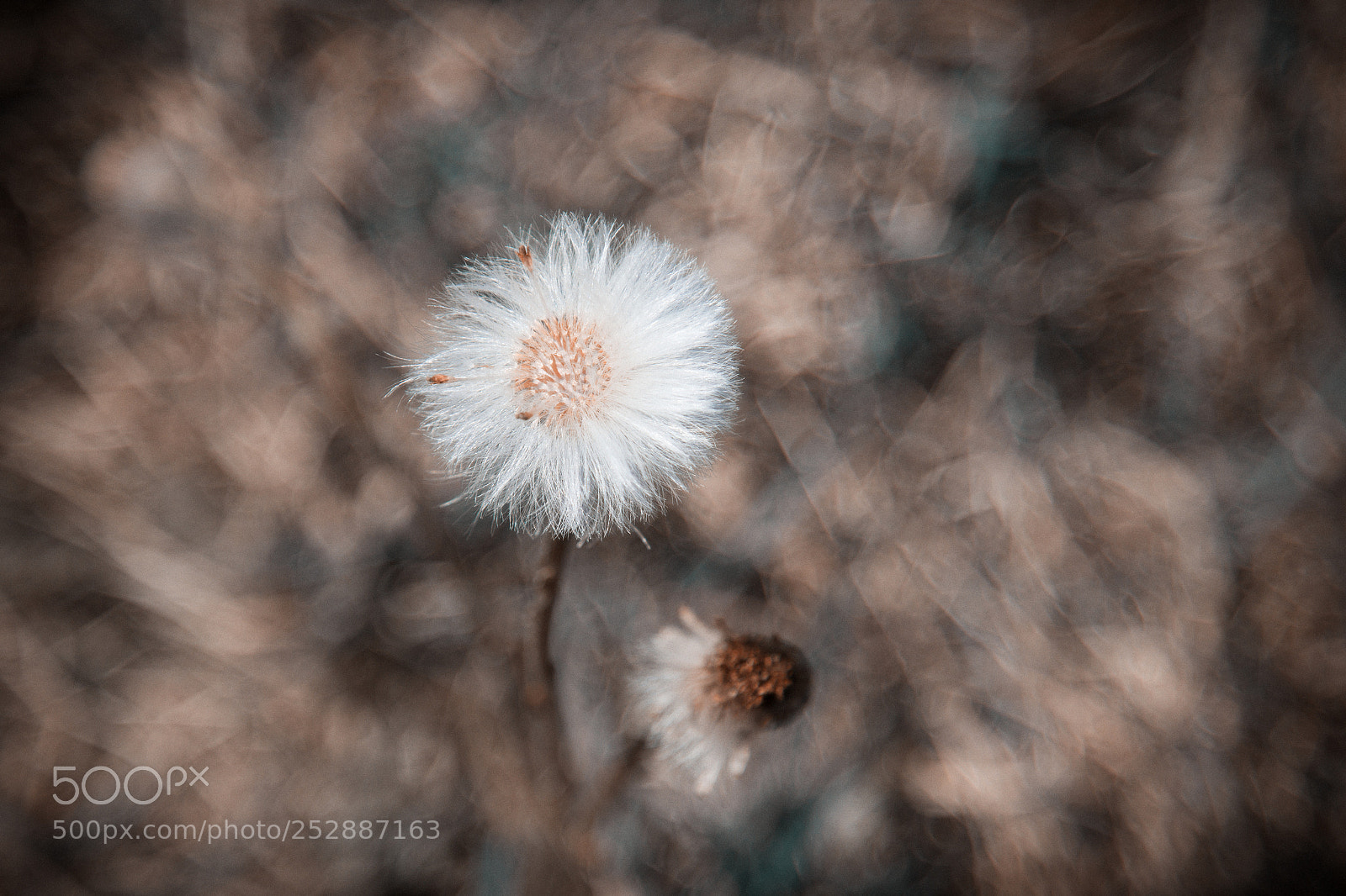 Canon EOS 60D sample photo. Flower photography
