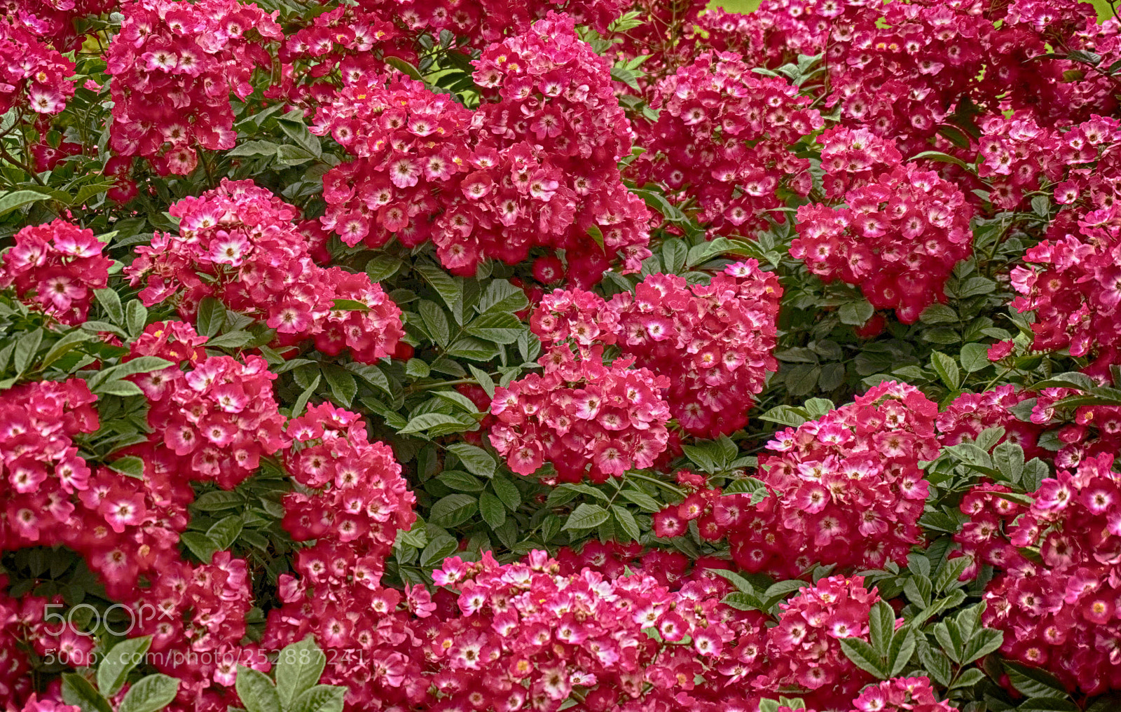 Sony Alpha NEX-6 sample photo. Gardenphlox photography