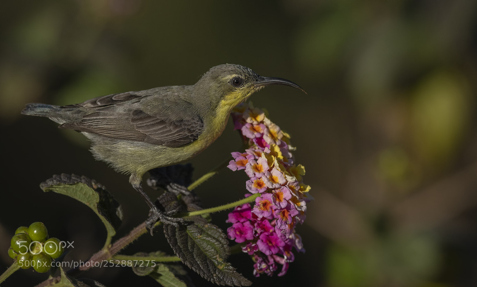 Nikon D850 sample photo. Purple sunbird female photography