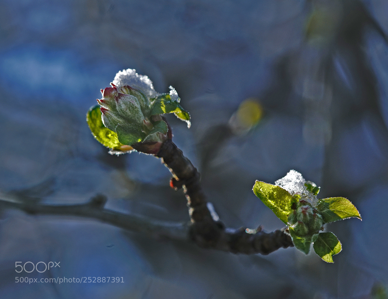 Sony a7R II sample photo. Frozen fruit photography