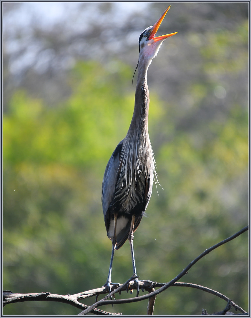 Sigma 120-400mm F4.5-5.6 DG OS HSM sample photo. Sing for spring photography