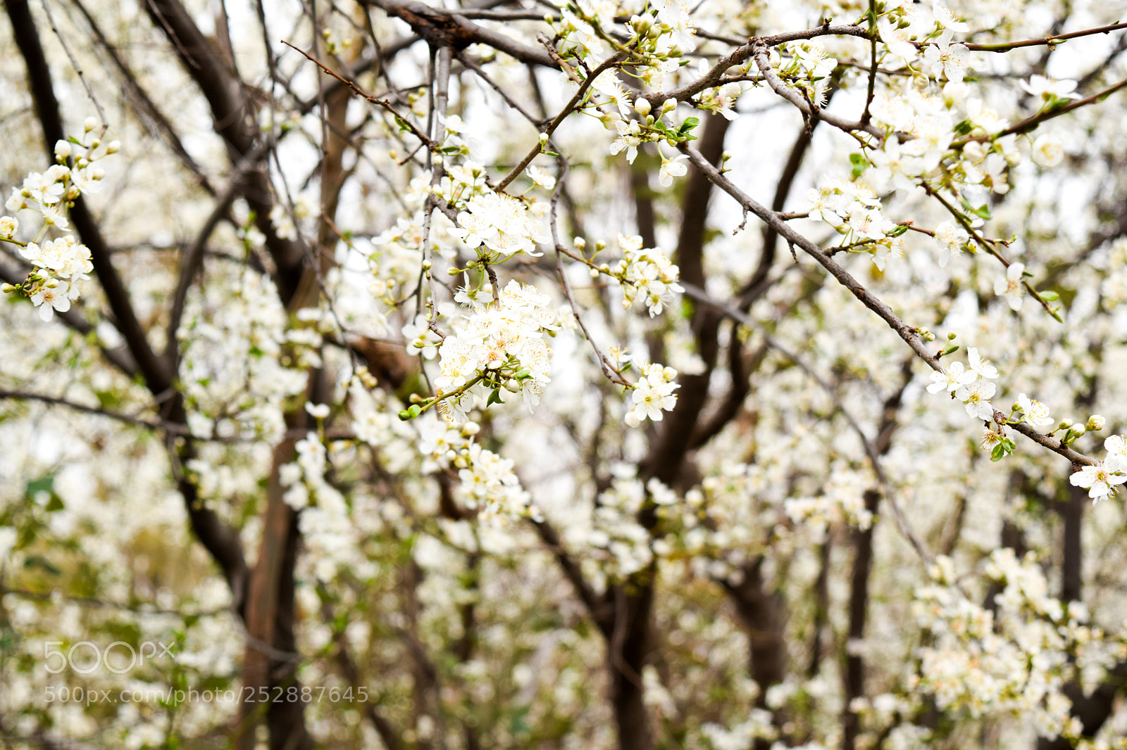 Nikon D5300 sample photo. Spring time photography