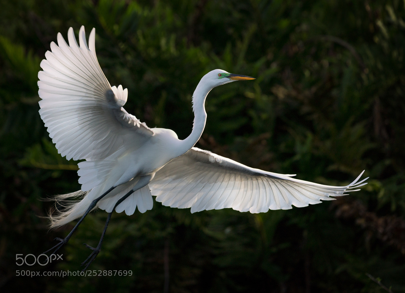 Sony a7R III sample photo. Great egret photography