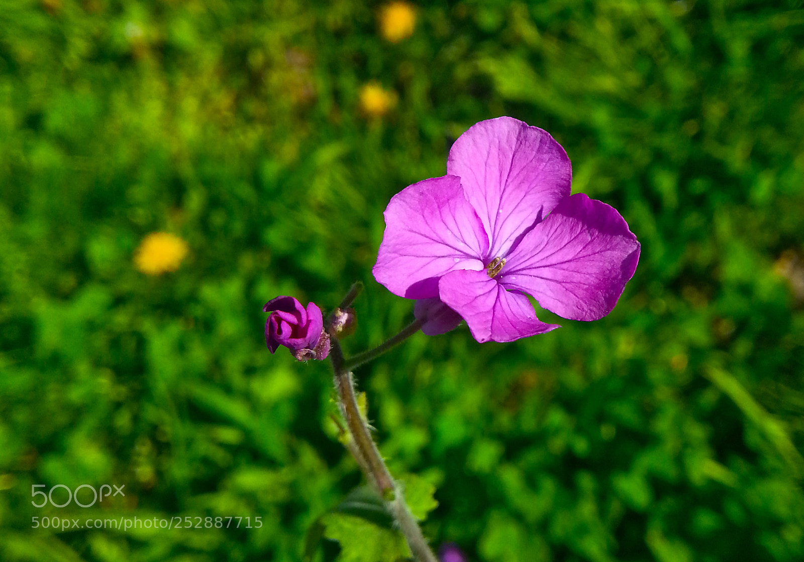 Samsung Galaxy Note2 sample photo. Flower photography