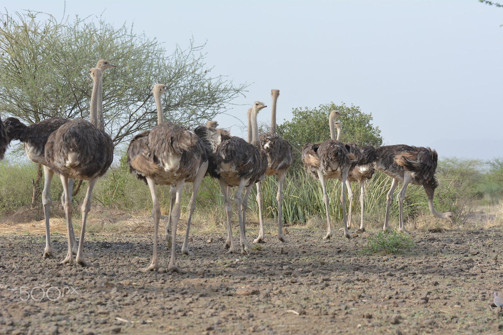Tamron SP 70-200mm F2.8 Di VC USD sample photo. Common ostrich photography