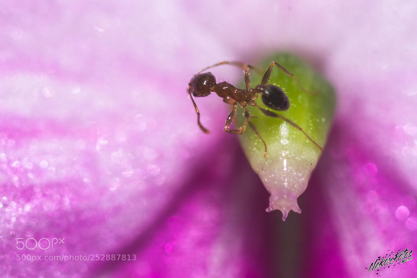 Canon EOS 60D sample photo. Buggy05: the little ant photography