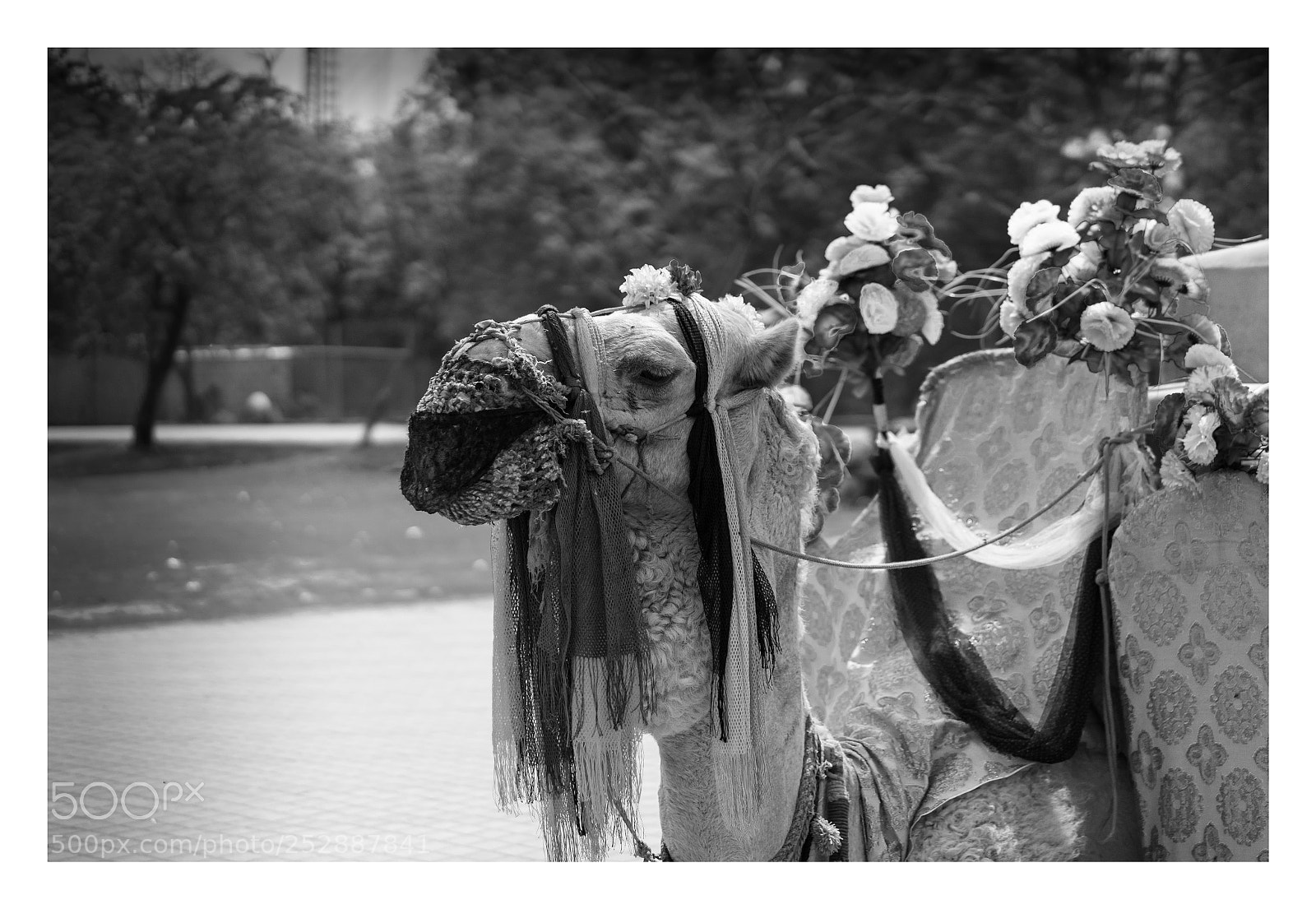 Sony a7 II sample photo. Dsc photography