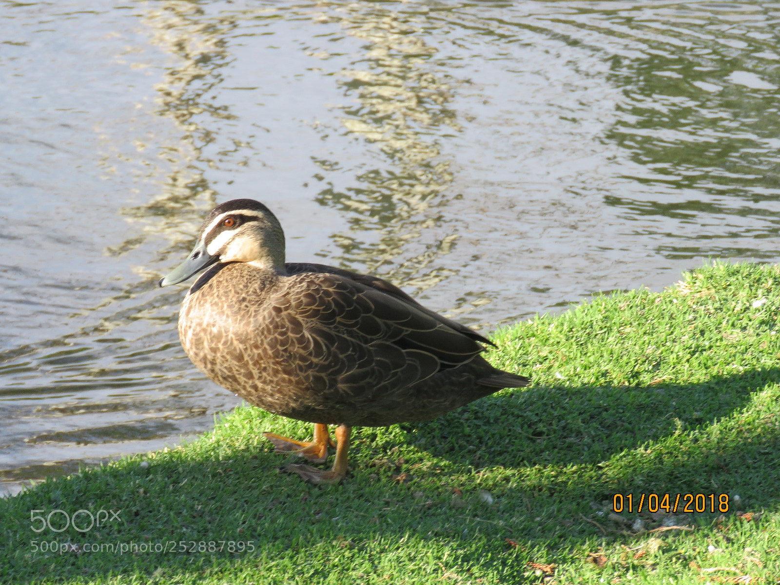 Canon PowerShot SX60 HS sample photo. Img photography