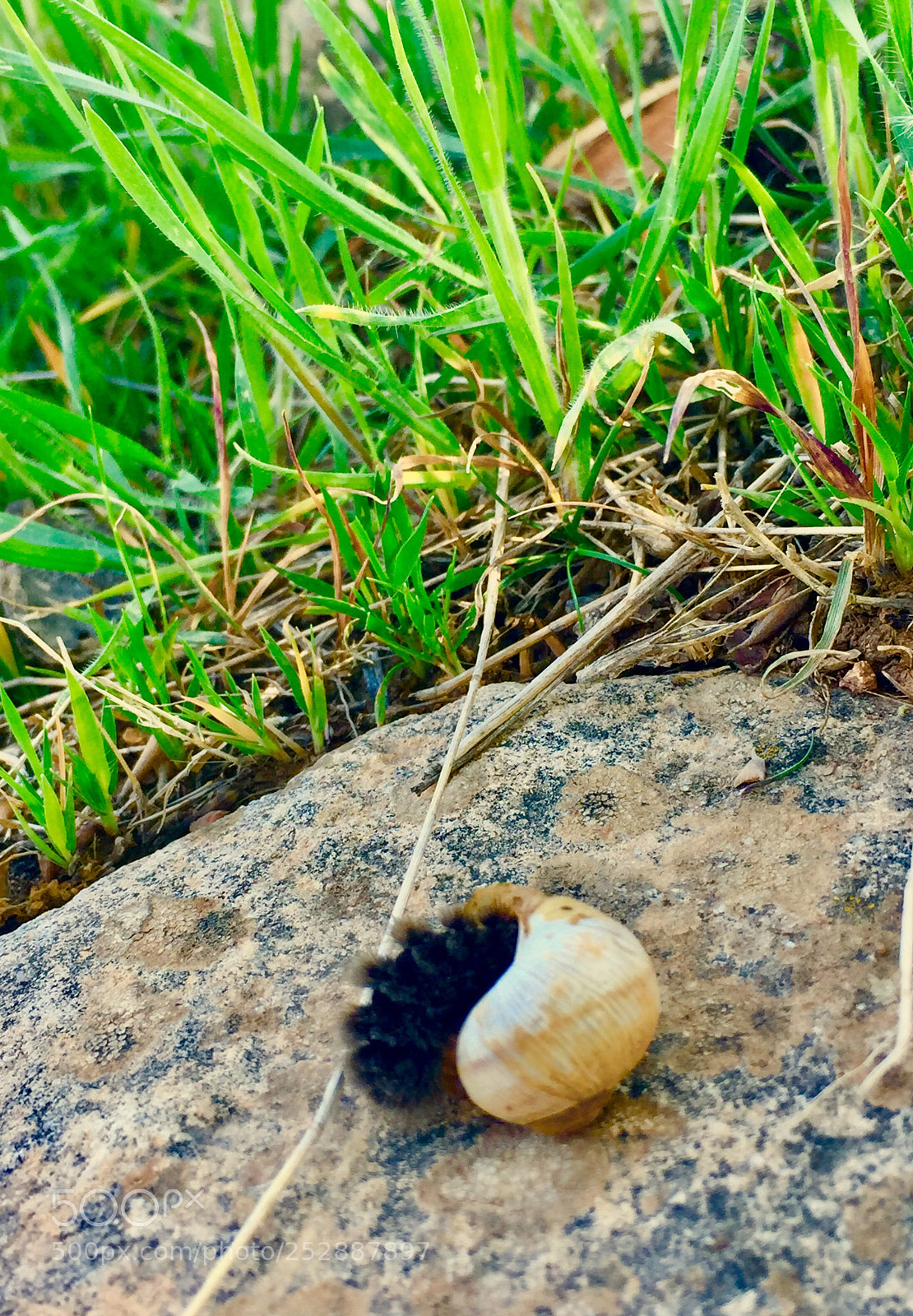 Apple iPhone 6 sample photo. Q photography
