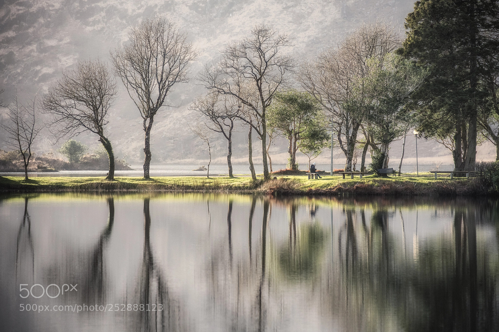 Nikon D850 sample photo. Arboreal tranquility photography