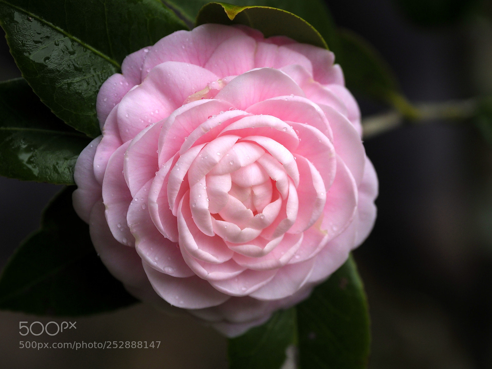 Olympus OM-D E-M1 Mark II sample photo. Natural mandala photography