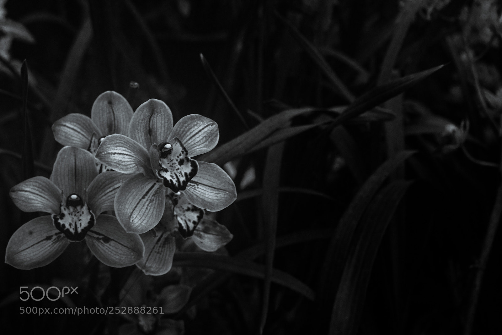 Nikon D3300 sample photo. Untitled photography
