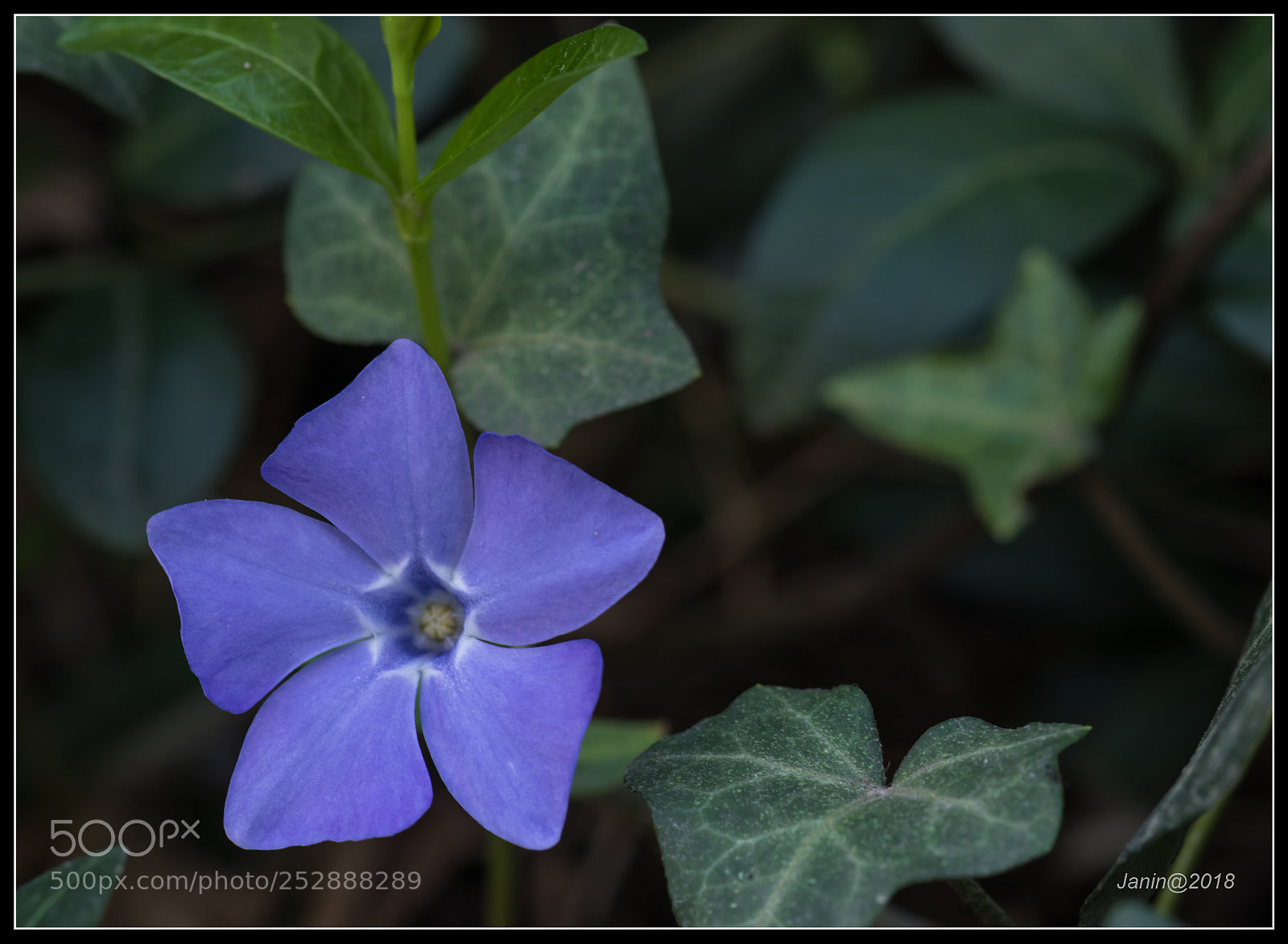 Canon EOS 77D (EOS 9000D / EOS 770D) sample photo. Vinca minor photography