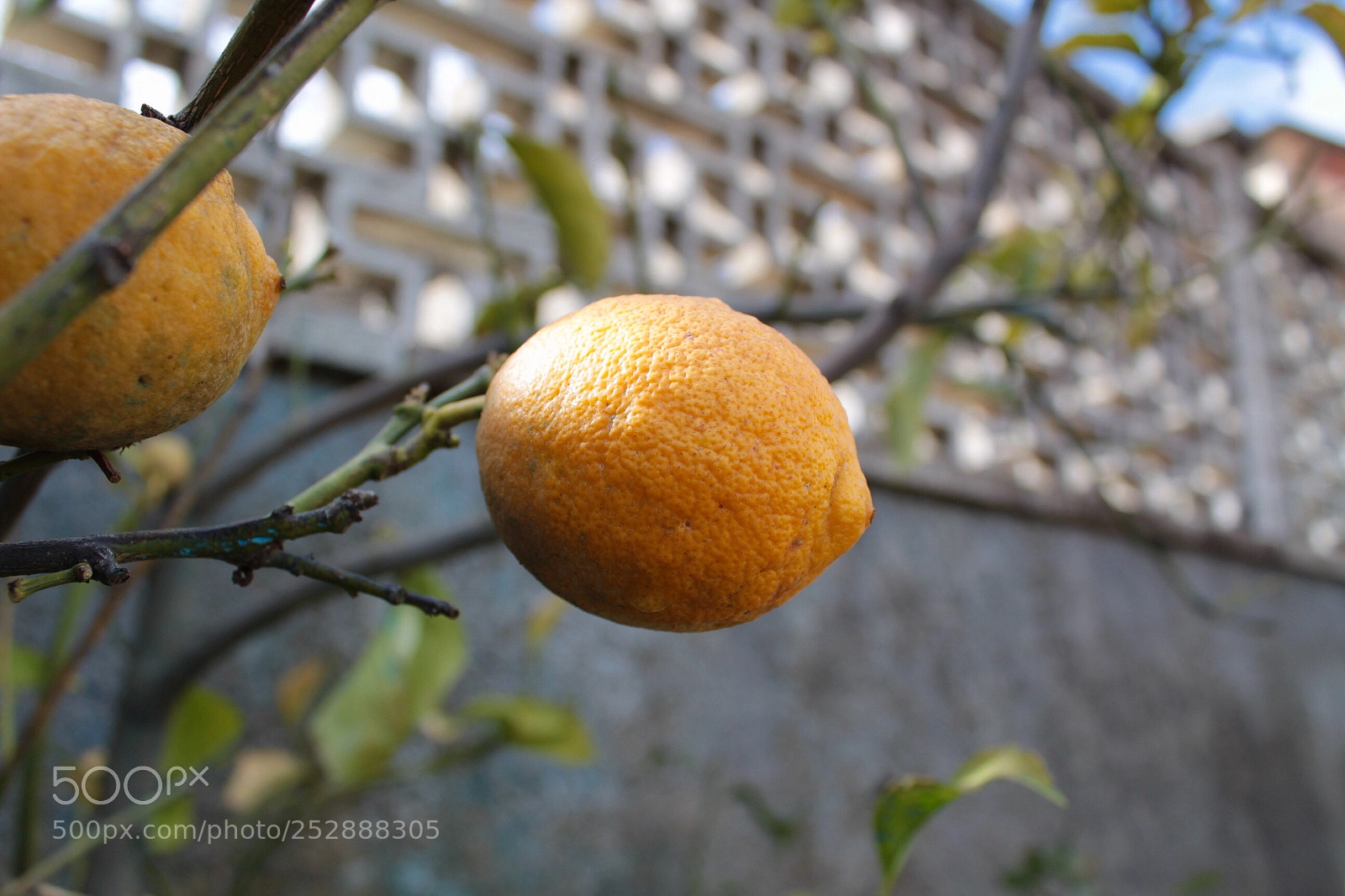 Canon EOS 1300D (EOS Rebel T6 / EOS Kiss X80) sample photo. An april’s lemon photography