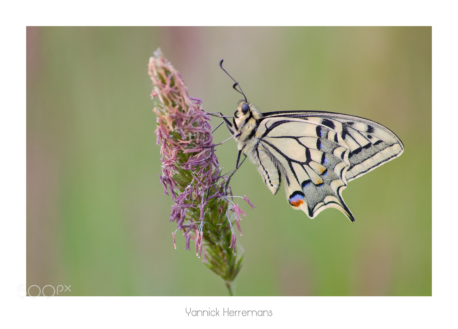 Canon EOS 1100D (EOS Rebel T3 / EOS Kiss X50) sample photo. Machaon / swallowtail photography