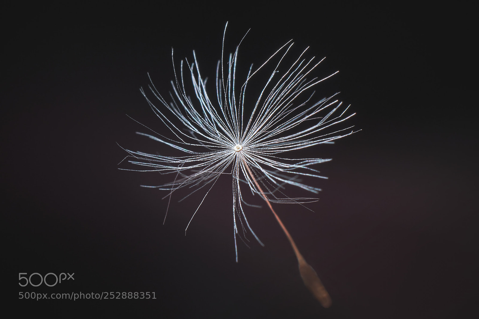 Fujifilm X-T2 sample photo. Lightness photography