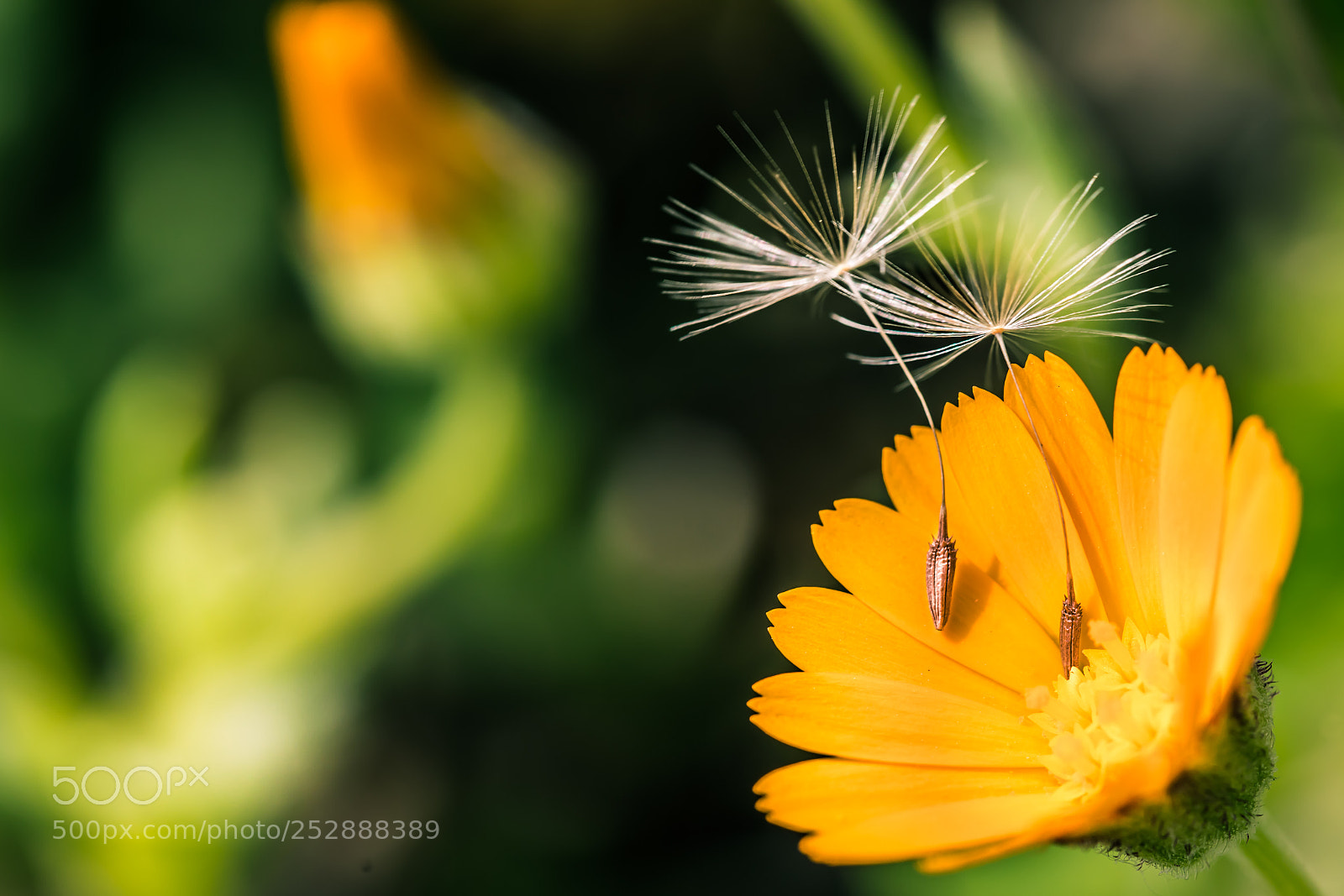 Canon EOS 5D Mark IV sample photo. Flower photography