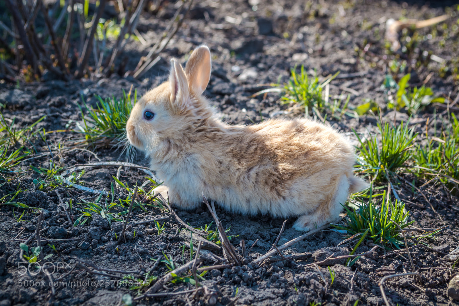 Nikon D5200 sample photo. Easter bunny photography