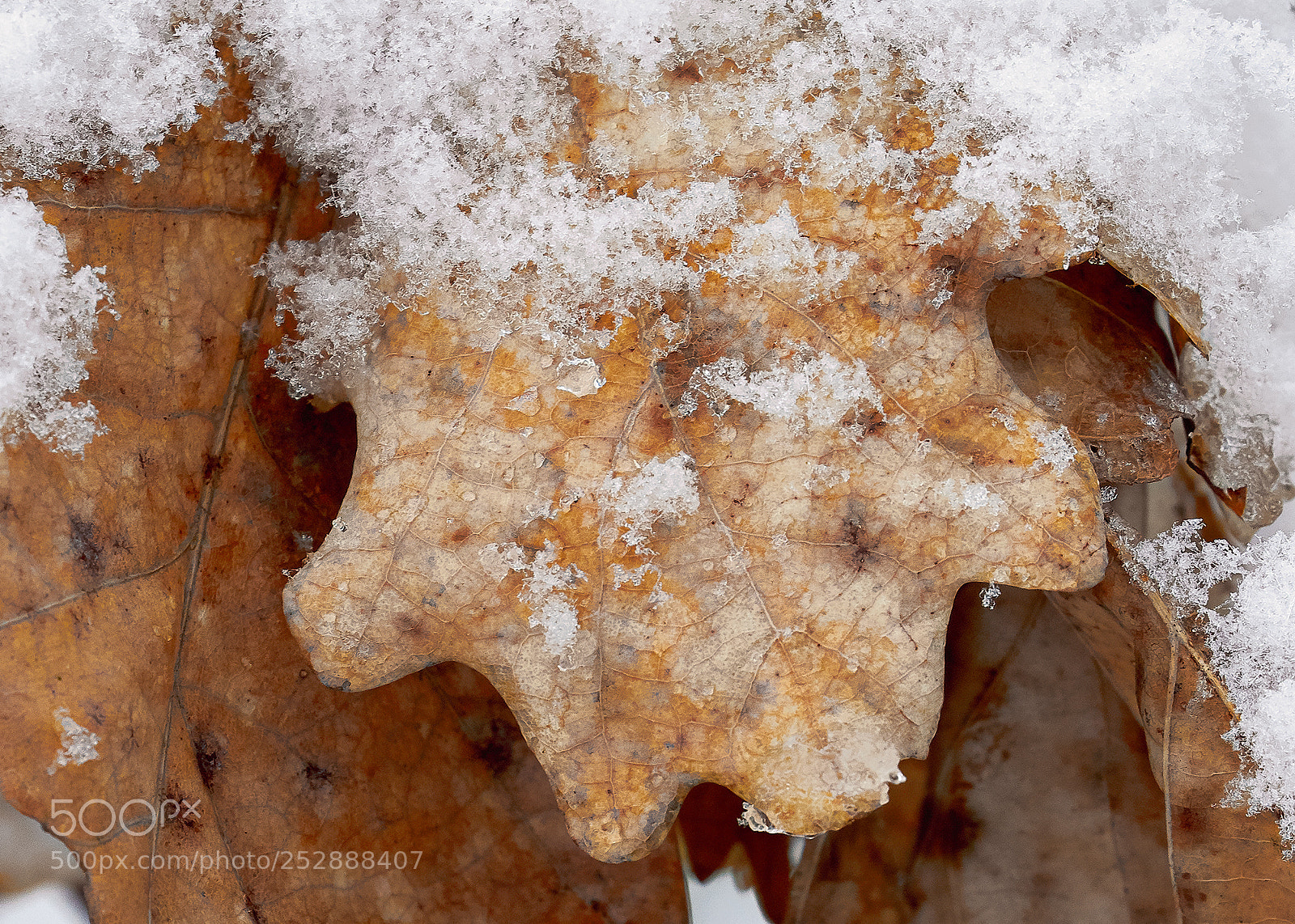 Canon EOS 7D Mark II sample photo. Winter colors photography