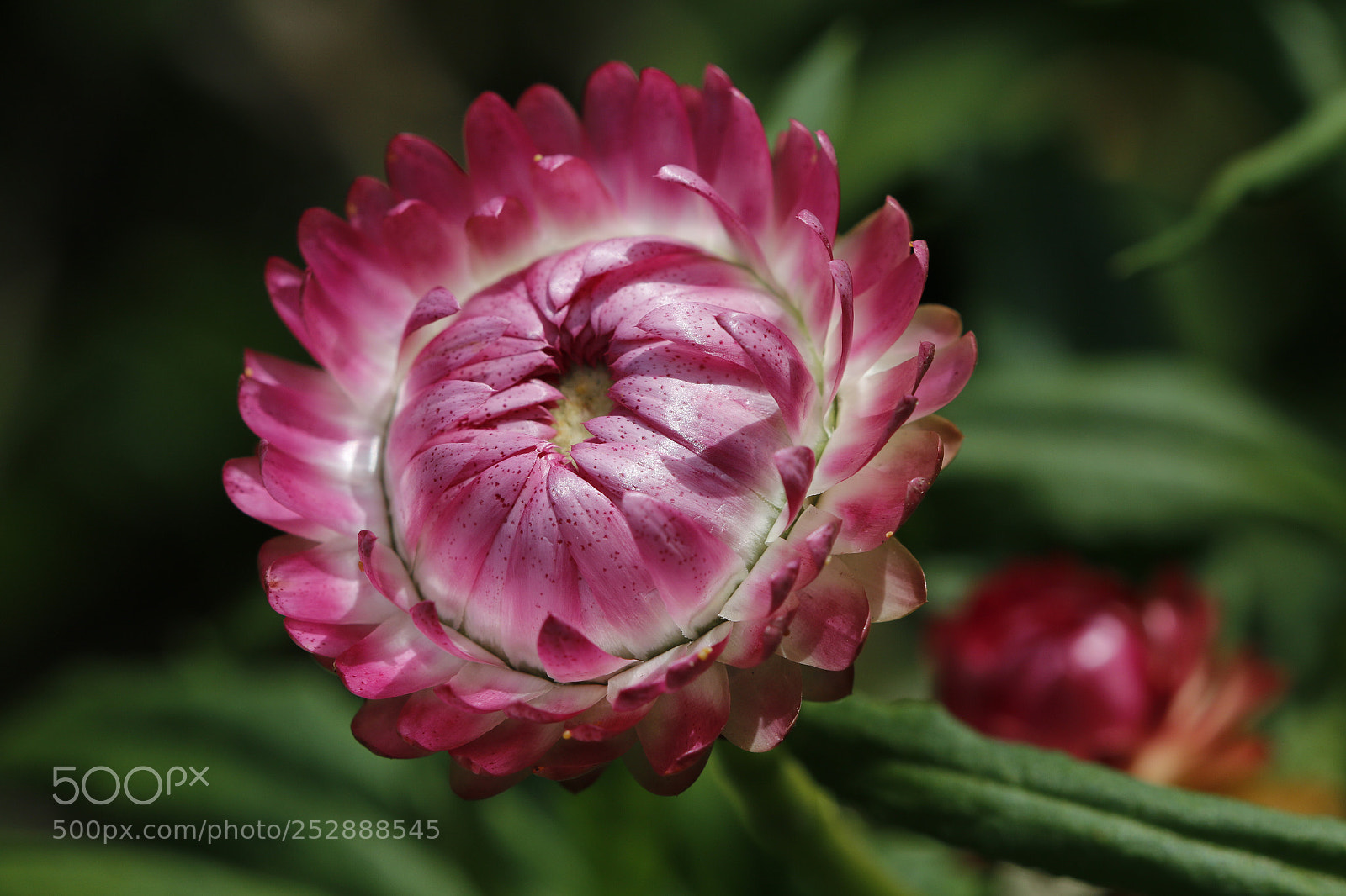 Canon EOS 70D sample photo. Untitled photography
