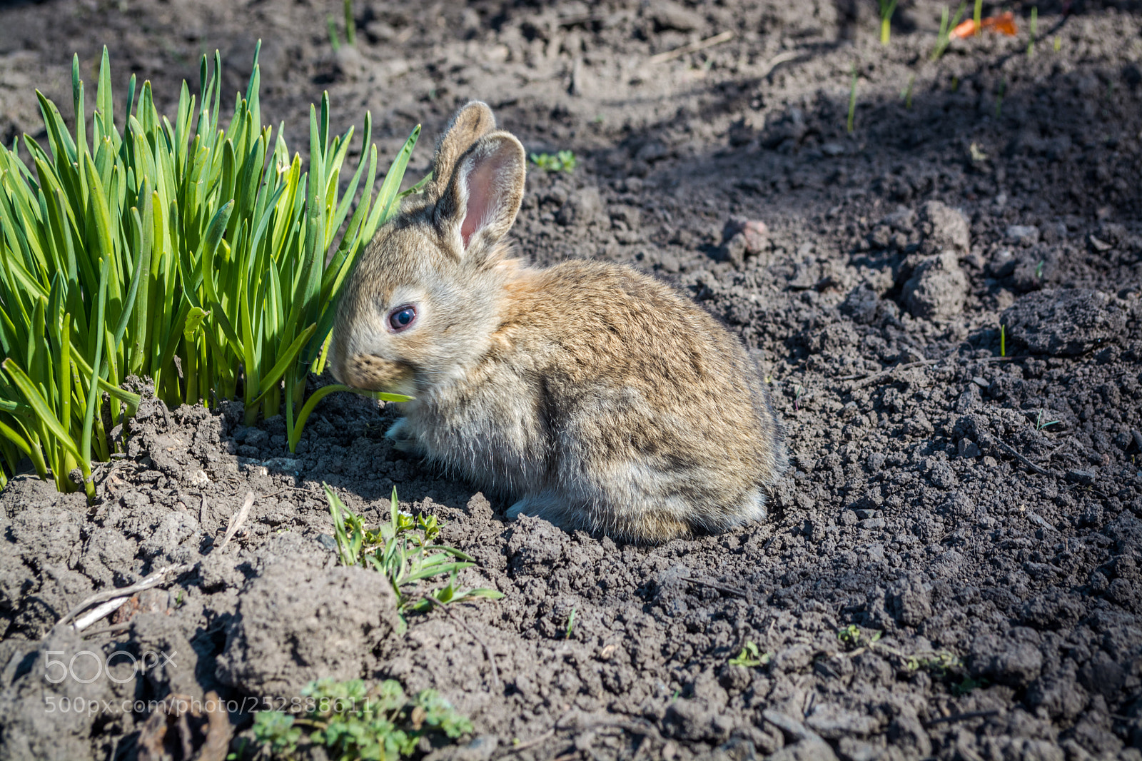 Nikon D5200 sample photo. Easter rabbit a photography