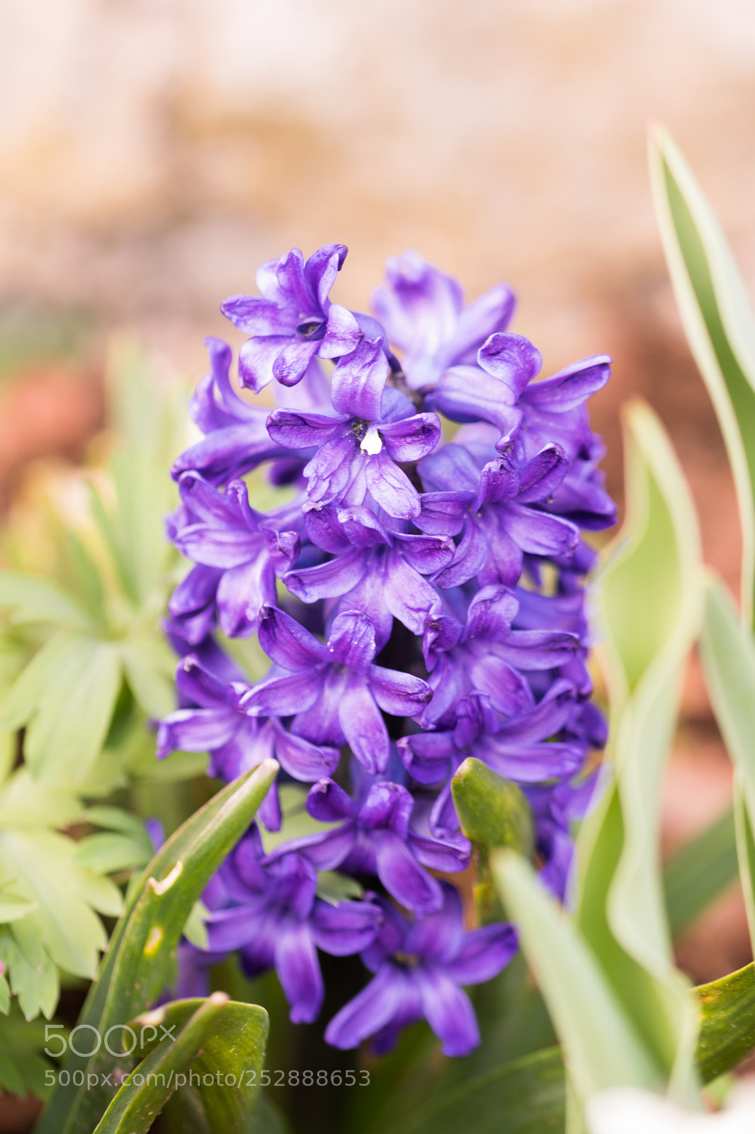 Nikon D3300 sample photo. Flower photography