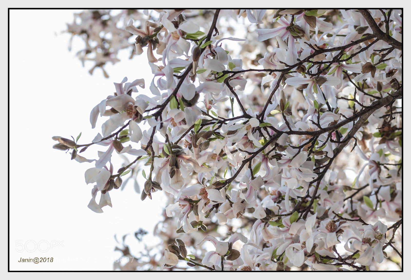 Canon EOS 77D (EOS 9000D / EOS 770D) sample photo. Many magnolia flowers photography