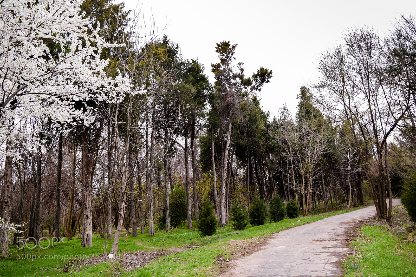 Nikon D5300 sample photo. Road through the woods photography