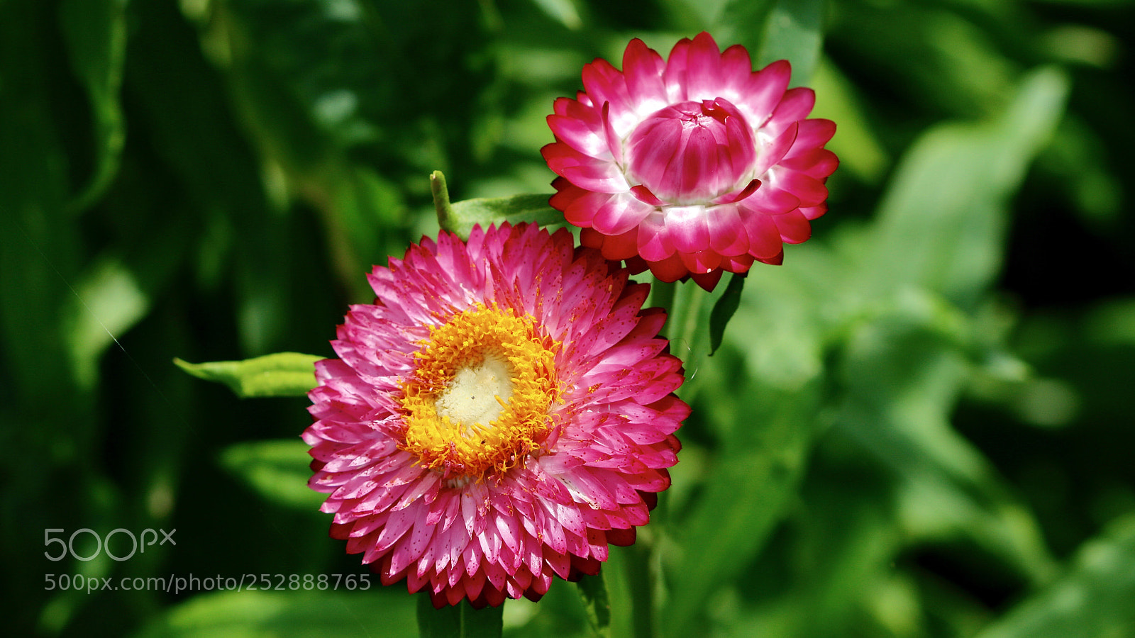 Canon EOS 70D sample photo. Untitled photography
