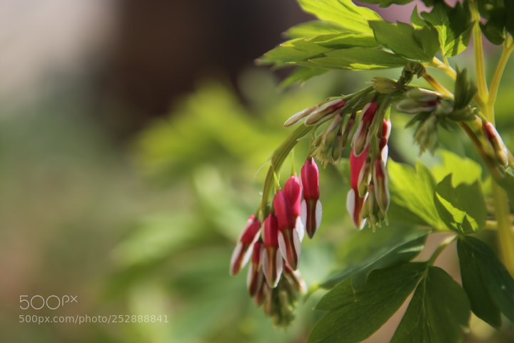 Canon EOS 6D + Canon EF 24-70mm F2.8L USM sample photo. Img photography