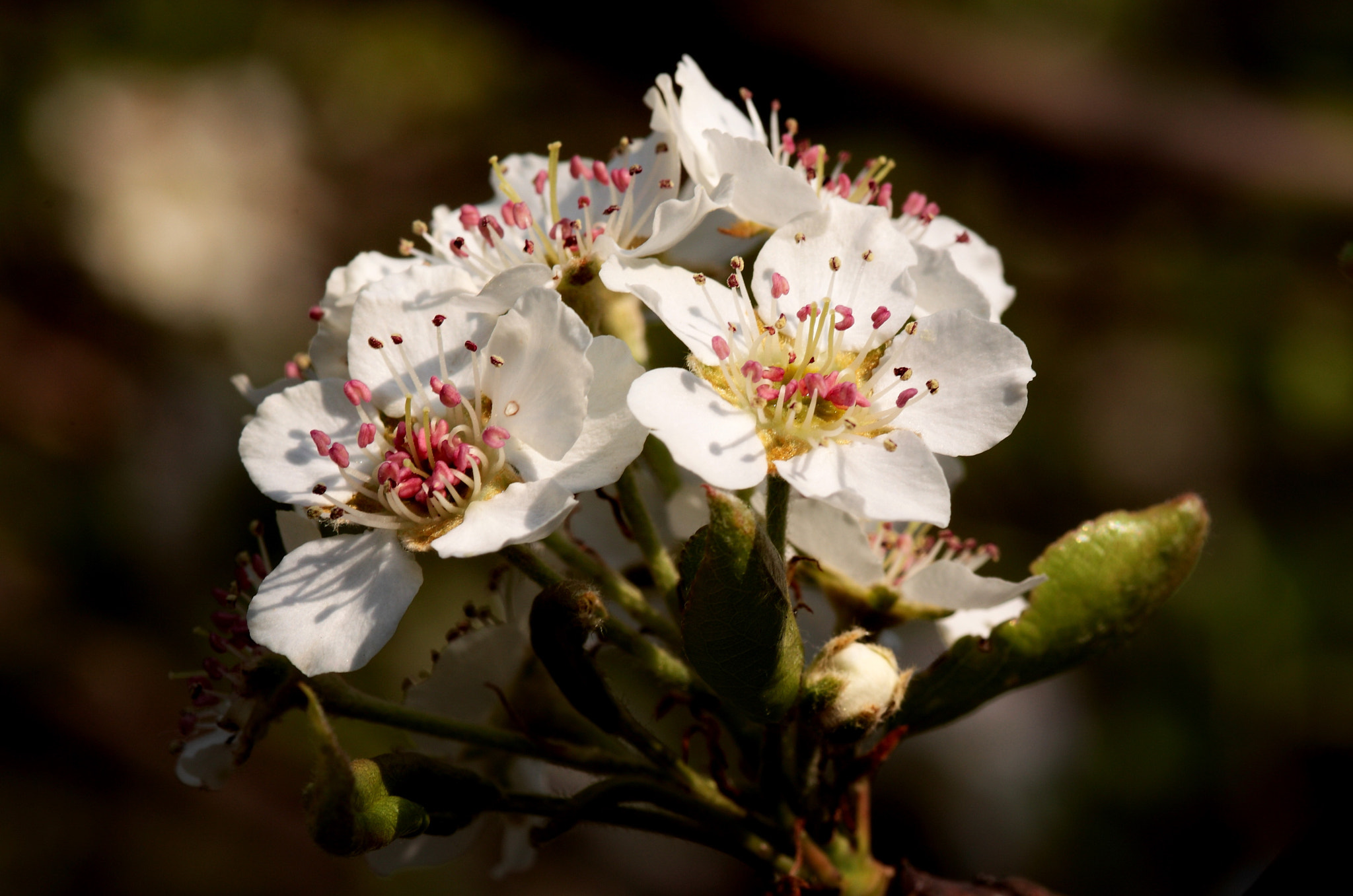 Canon 105mm sample photo