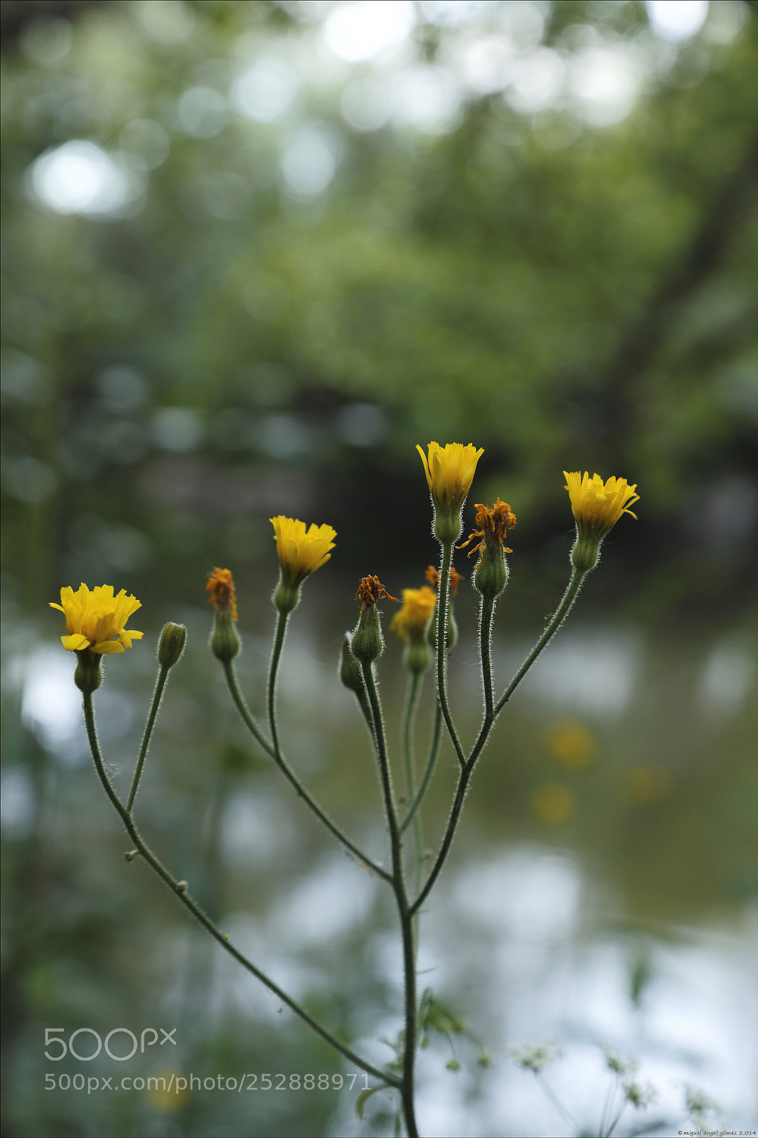 Canon EOS 6D sample photo. 2014_sanabria_wild flowers photography