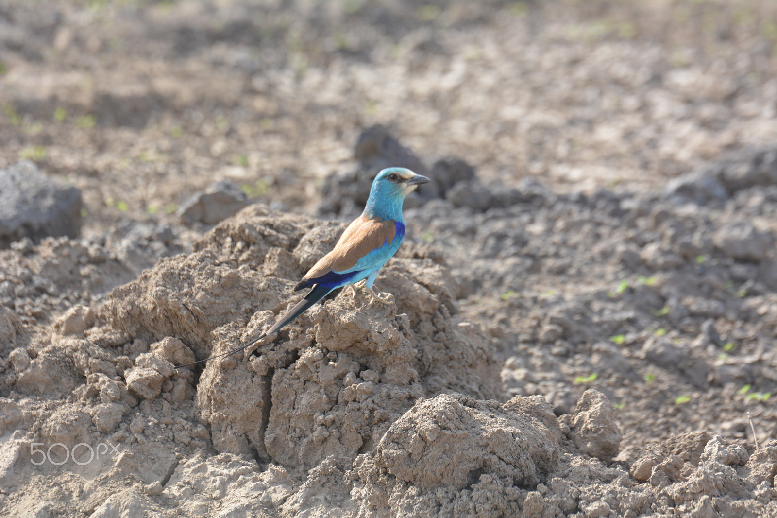 Tamron SP 70-200mm F2.8 Di VC USD sample photo. The european roller photography