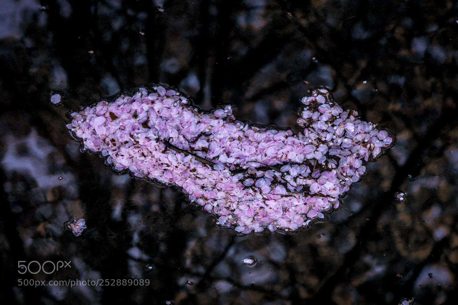Sony a6000 sample photo. Sakura cloud photography