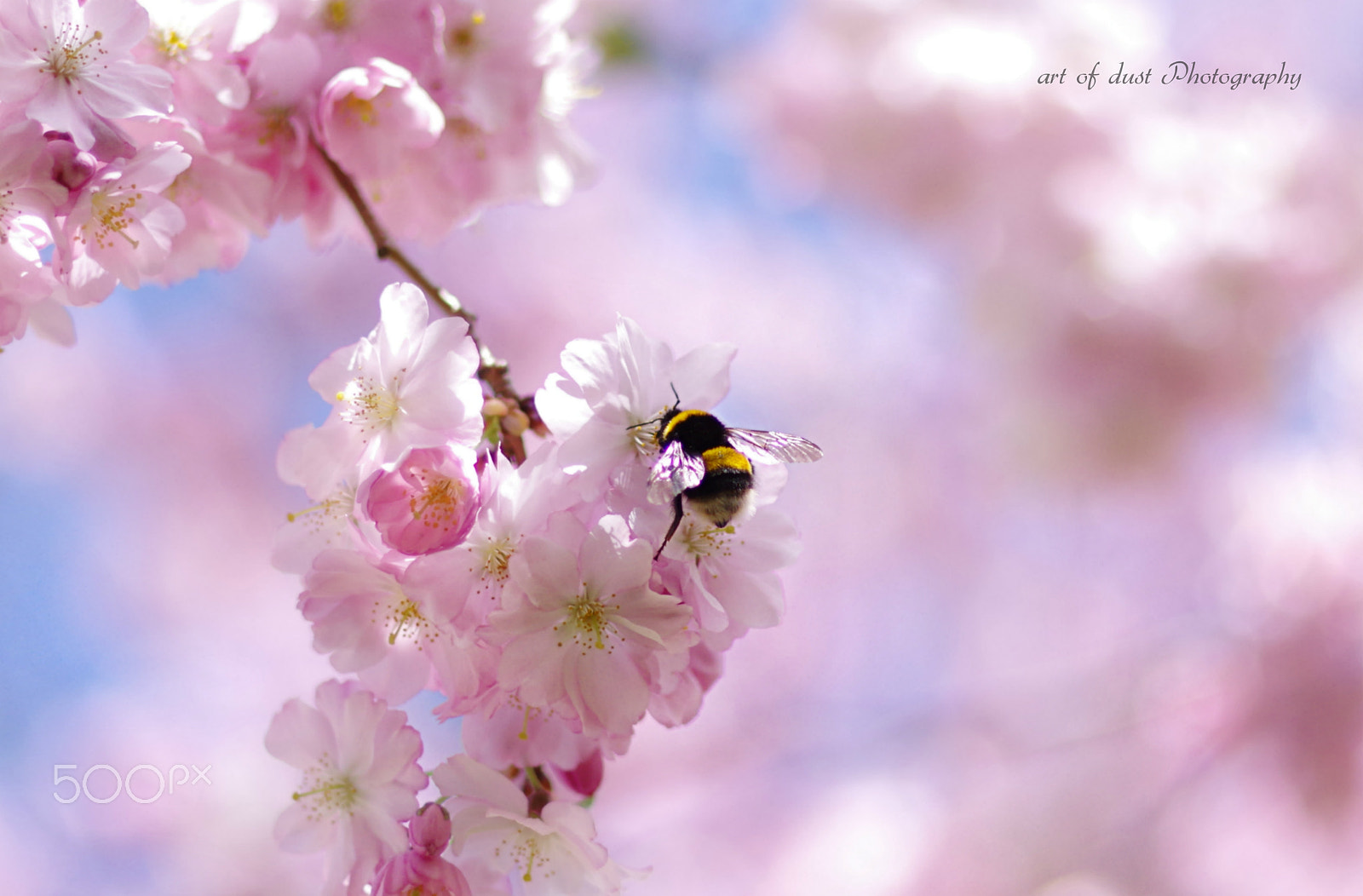 Pentax K-3 + Pentax smc DA* 55mm F1.4 SDM sample photo. You're my flavor......... photography