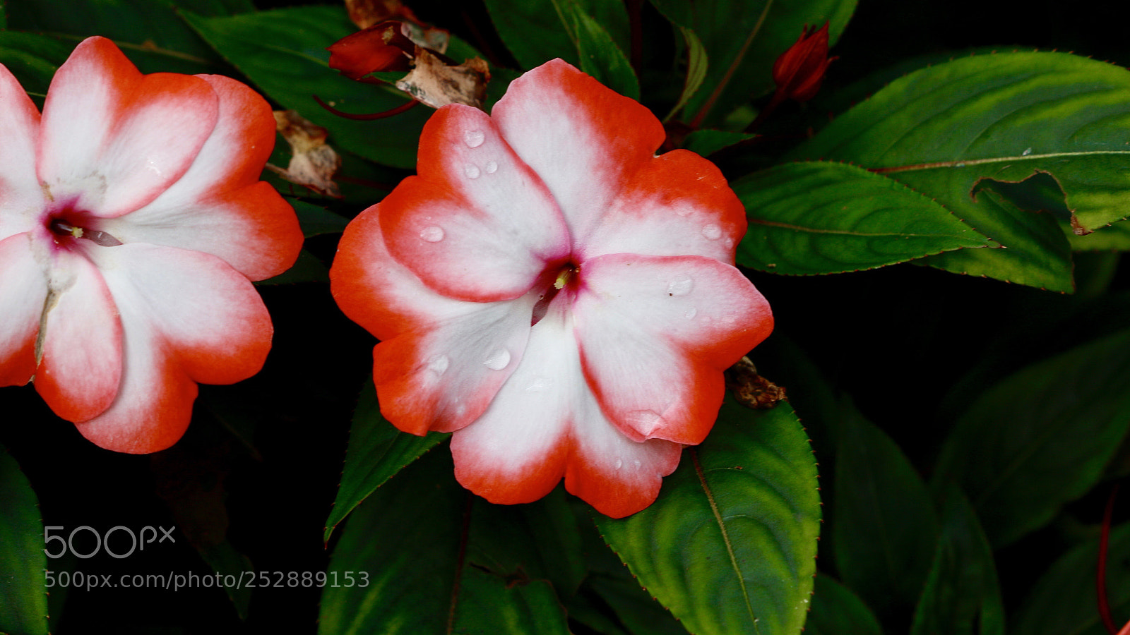 Canon EOS 70D sample photo. Untitled photography