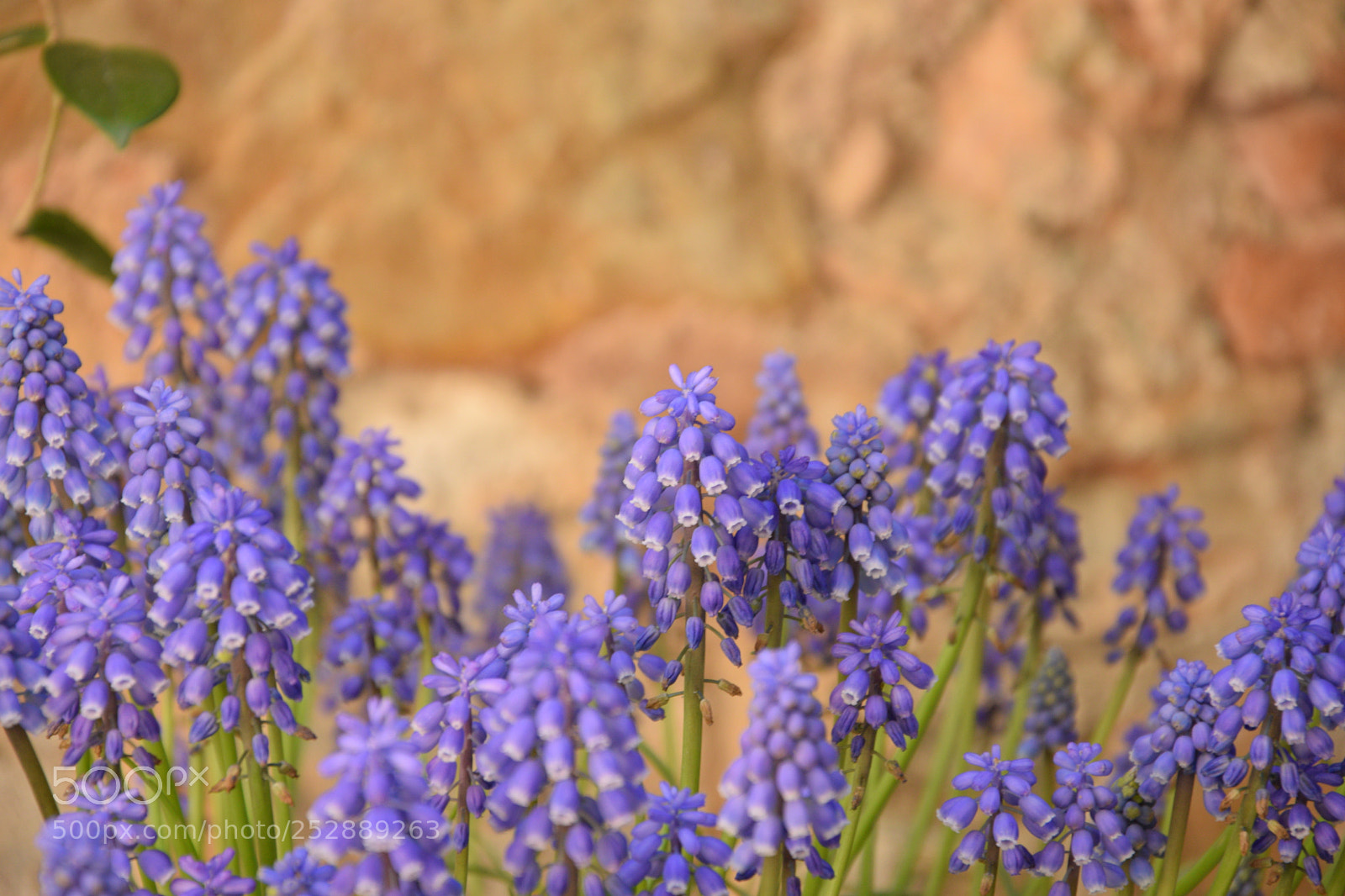 Nikon D3300 sample photo. Violet photography