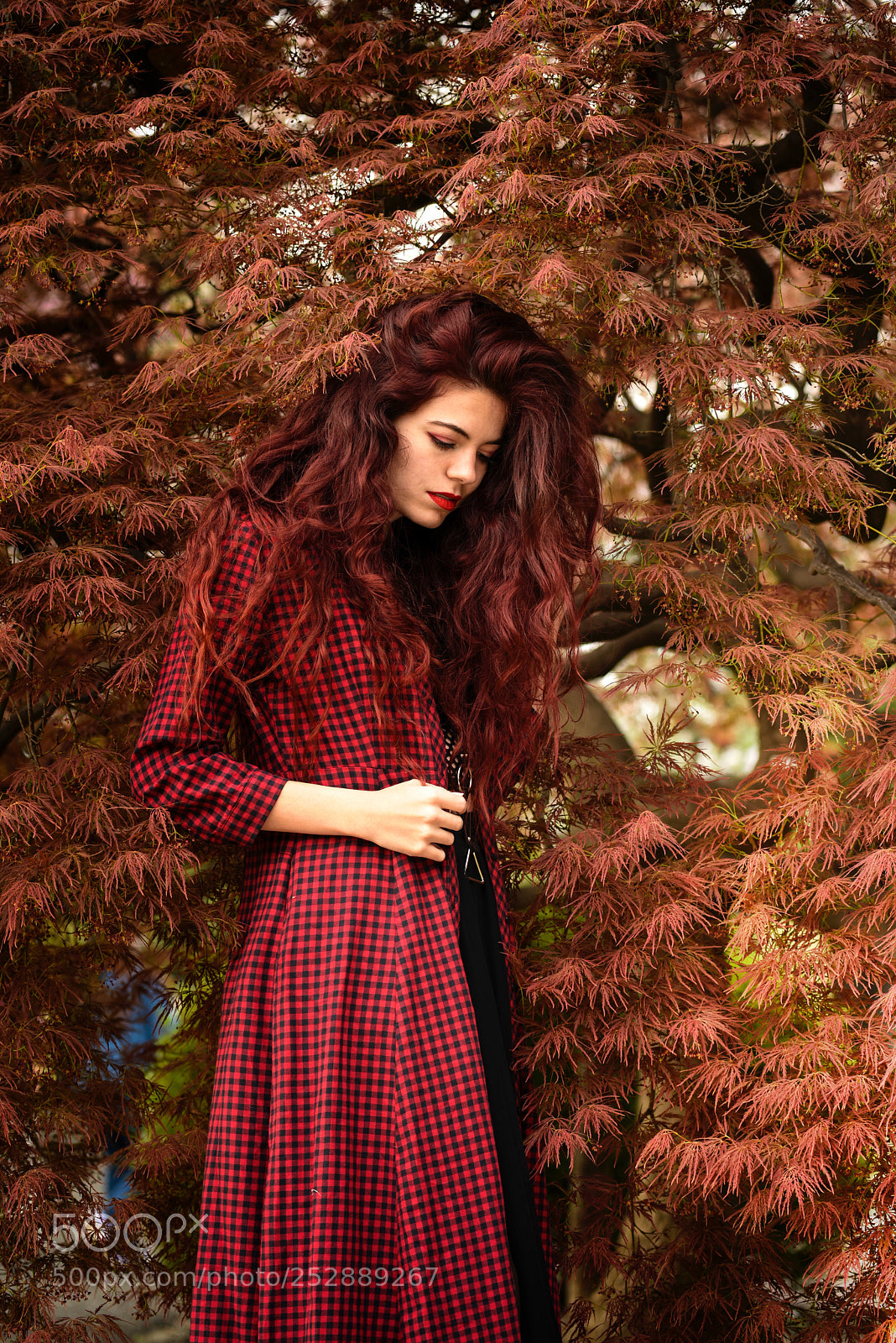 Nikon D810 sample photo. Reds photography