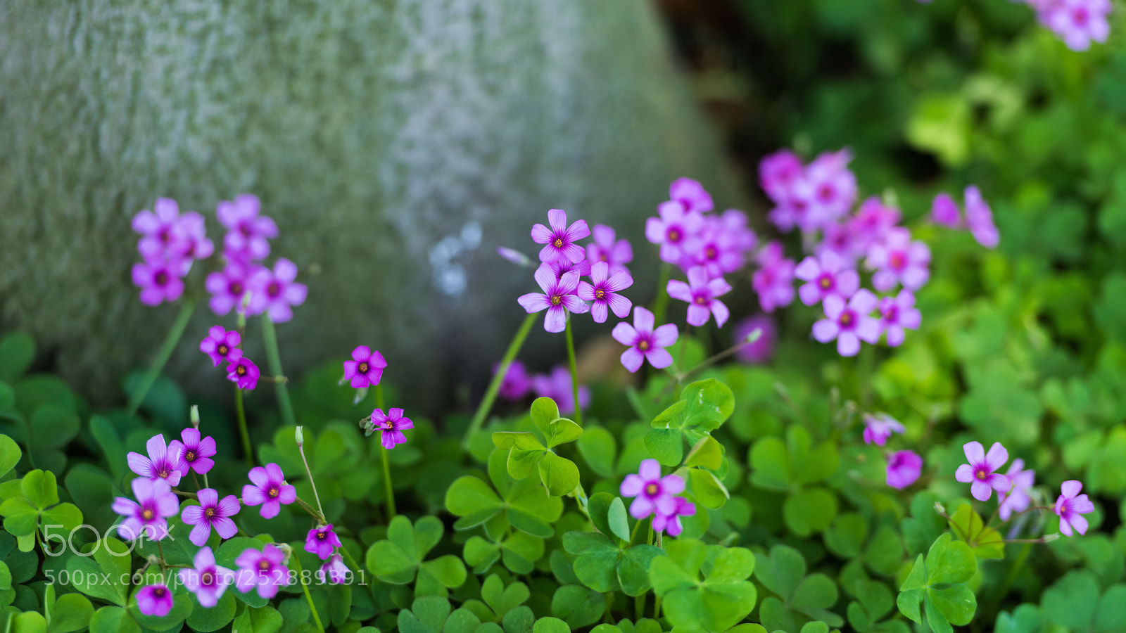 Nikon D810 sample photo. Flowers on the lawn photography