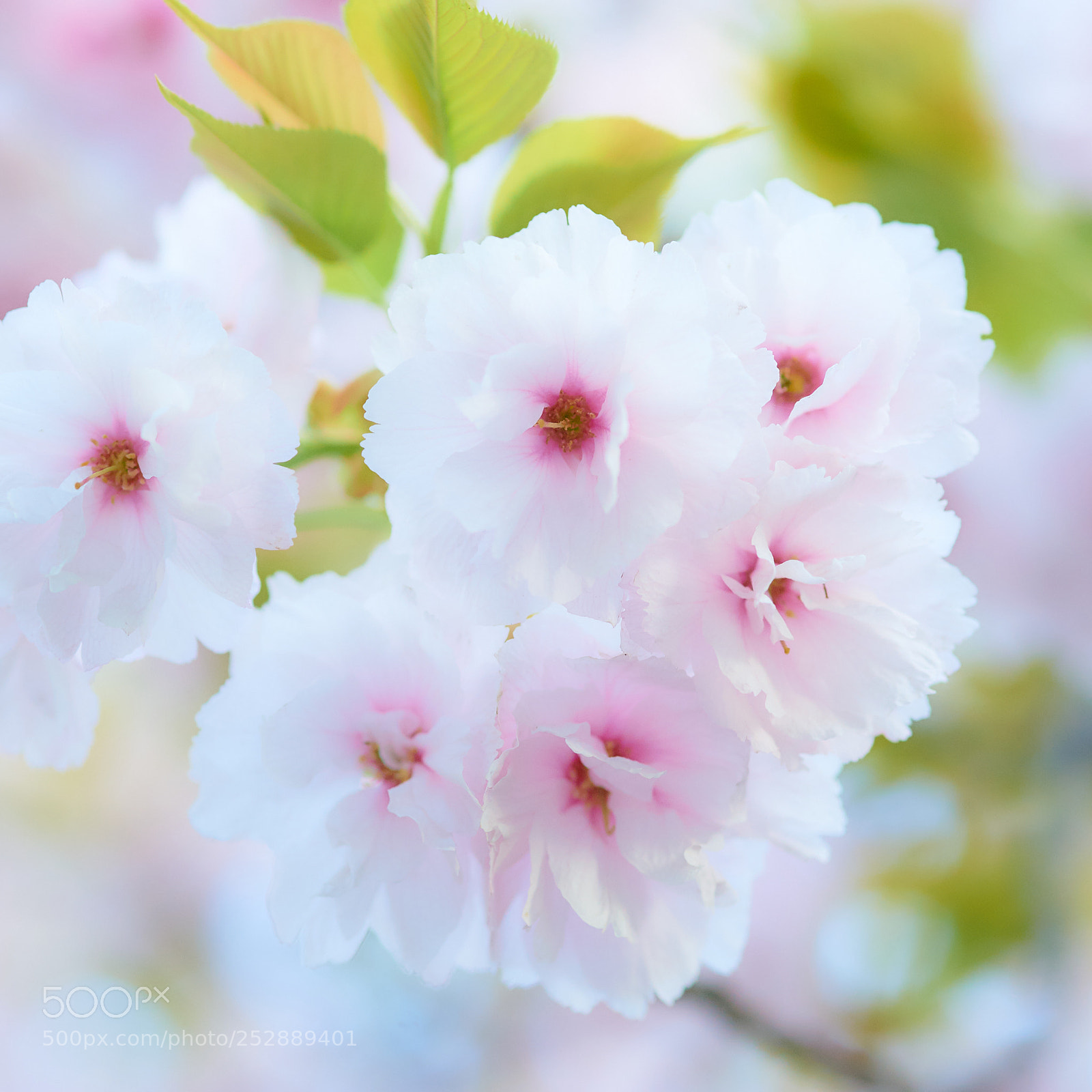 Nikon D3 sample photo. Cherry blossom, experiment one photography