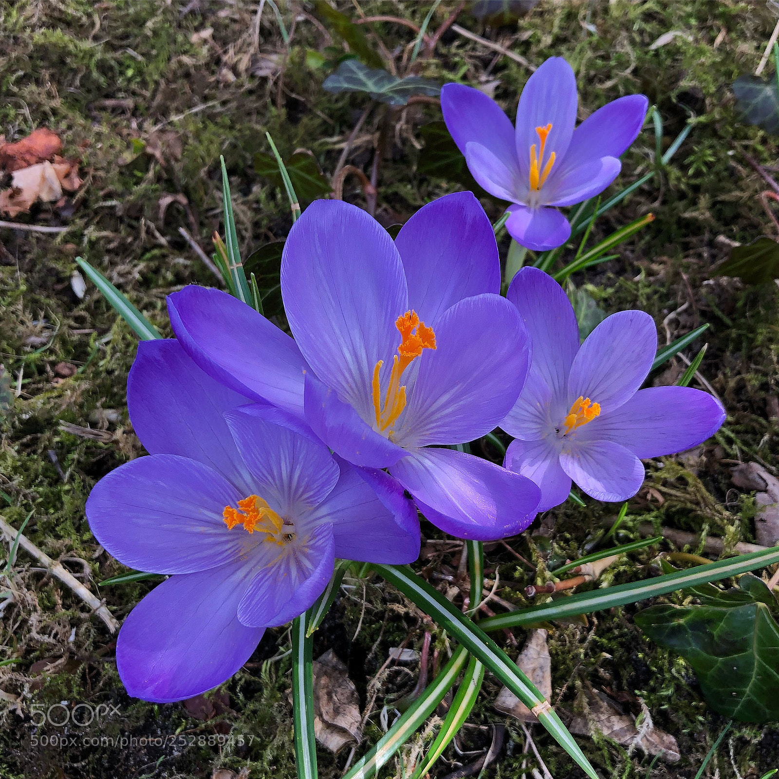 Apple iPhone 8 Plus sample photo. Violet crocuses photography